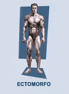 Ectomorfo